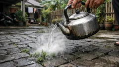 Cara membasmi gulma di celah paving pakai air mendidih, cepat dan murah