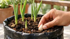 Cara menanam bawang putih di rumah: 6 metode simpel dari pot sampai hidroponik